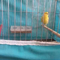 پرنده|پرنده|بلداجی, |دیوار