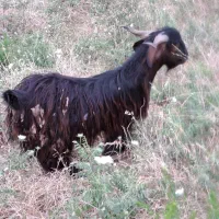 نربز چاق