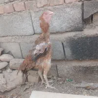 مرغ اصل