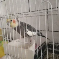 عروس هلندی نر