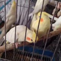 سه تا عروس هلندی