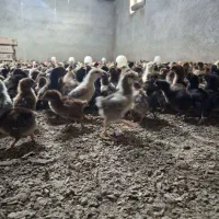 جوجه ۱۵ روزه عمده