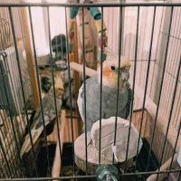 یک جفت عروس هلندی مولد کار داده