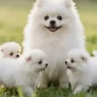 روباهی فقط شیش تومن