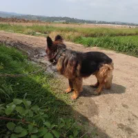 سگ ژرمن شولاین