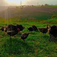 فروش  بوق برا داشت فوق العادن