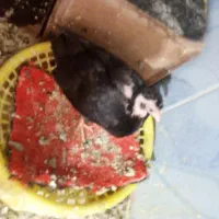جوجه کبوتر زاغ رایگان