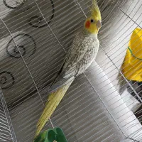 عروس هلندی گلباقالی ماده