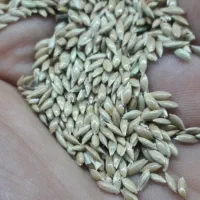 کتان اردبیل و ارزن جیرفت