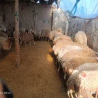 فروش دام زنده همراه با باسکول دیجیتال