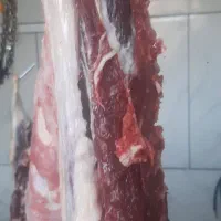 گوشت بره نر چاق