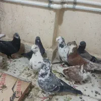 کفتر گرفتنی