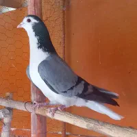نرسینه واز بومی
