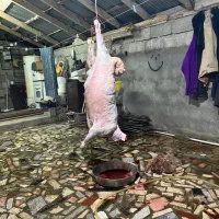 فروش انواع گوشت گوسفند و بره