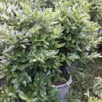 گل حیاط|خدمات باغبانی و درختکاری|چابکسر, |دیوار