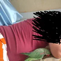 شاه طوطی ماده دستی سالم و بازیگوش چلوندنی
