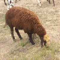 بره ماده گوشتی