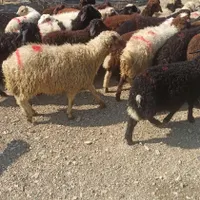عقیقه گوسفند برا بچه درهمه نوع زنده وسالم بهداشتی|حیوانات مزرعه|تهران, شاهد|دیوار