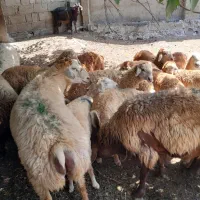 قوچ مغانی کار بلد