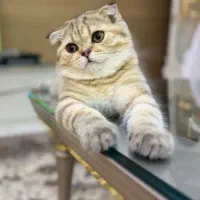 گربه اسکاتیش
