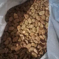 باقله درشت و پزا )باقله شامی(