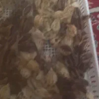 سلام بلدر چین نژاد ژاپنی سنگین