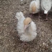 جوجه  ۳۰  روزه