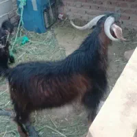 تروشت خوب بزرگ چاق