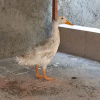 اردک