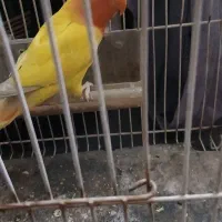 کوتوله گم شده امروز فرار کرده