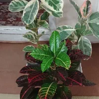گل فیکوس ابلغ و کروتن