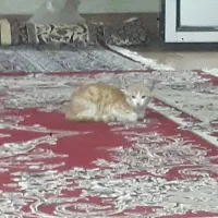 فروش گربه وخروس