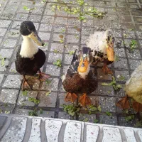 اردک
