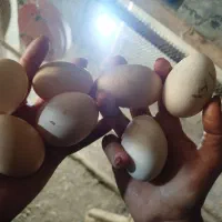 مرغ و خروس