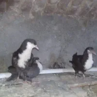 ریش سیاه
