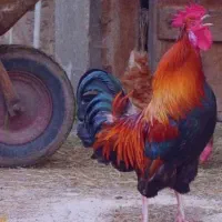 یک عدد خروس چهل تاج به فروش می‌رسد