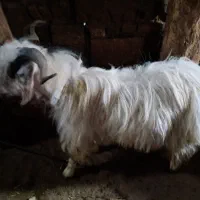 تکه بزغاله نر نژاد نسل کشی دو قلو