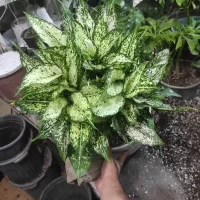 حراجی انواع گل و گیاه آپارتمانی و بیرونی