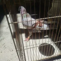 پرنده کفتر یا کبوتر