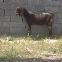 فقط نر بز فروشی هست