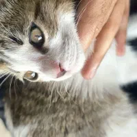 واگذاری رایگان بچه گربه واکسن خورده