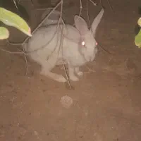 خرگوش