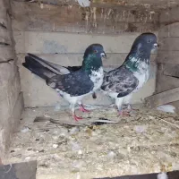 کفتر پرشی