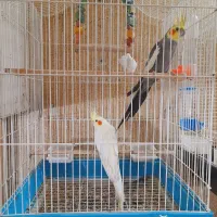 چندعددپرنده