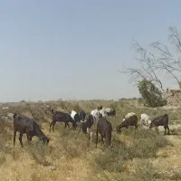 بز مری خانگی و کهره مری فروش فوری