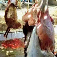 دام زنده باسکول دیجیتالی تهران