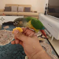گرینچیک یلوساید
