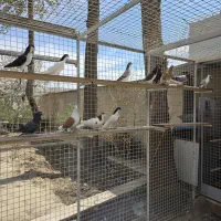 تعدادی کبوتر رنگی