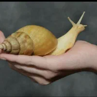 حلزوون