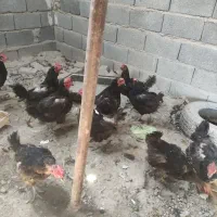 ۱۹عددمرغ رسمی یکجا